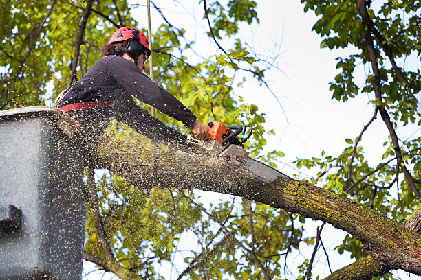 Best Tree Pruning Services  in Dayton, NJ